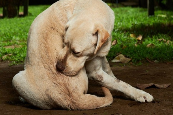 خارش در سگ، از علل تا درمان خانگی | دام و پت