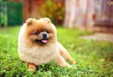 سگ های پامرانین، ویژگی های شخصیتی و بیماری ها | دام و پت