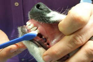 مشکلات دندان سگ: آبسه، عفونت و موارد دیگر | دام و پت
