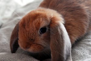 درمان حمله قلبی در خرگوش ها | دام و پت