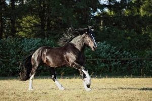 نژاد اسب شایر، ویژگی ها و بیماری های آن | دام و پت