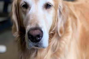 دیستمپر در سگ ها، از علل تا عوارض دائمی آن | دام و پت