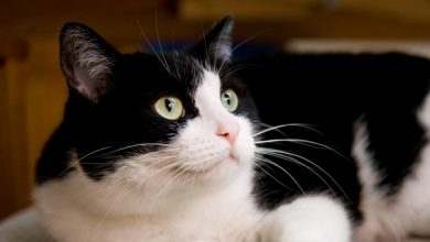 مگاکولون در گربه را چگونه درمان کنیم؟ | دام و پت
