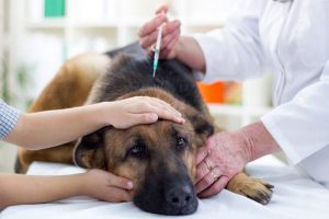کولیت استرس در سگ چیست و چگونه درمان می شود؟ | دام و پت