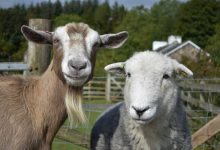 تفاوت گوسفند و بز + راهنمای مبتدیان | دام و پت