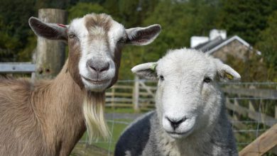 تفاوت گوسفند و بز + راهنمای مبتدیان | دام و پت