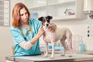 دیستمپر در سگ ها، از علل تا عوارض دائمی آن | دام و پت