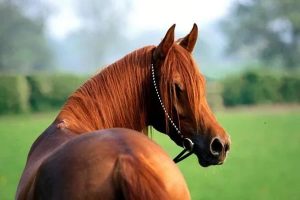 بیماری مشمشه یا گلندرز در اسب ها | دام و پت