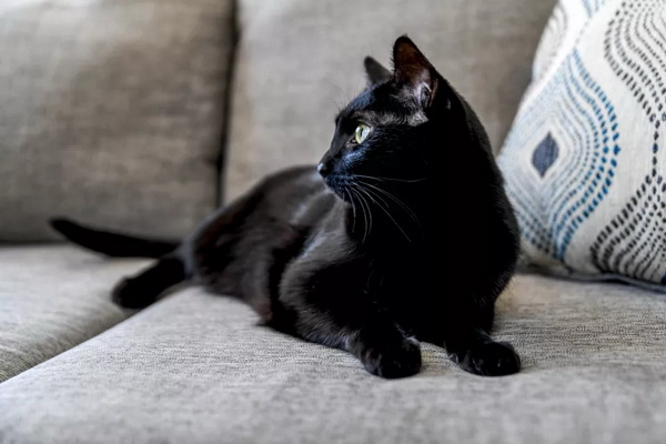 گربه سیاه، جذاب ترین نژاد گربه خانگی | دام و پت