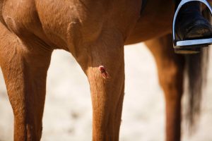بیماری مشمشه یا گلندرز در اسب ها | دام و پت