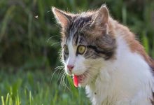 شایع ترین علل نفس نفس زدن گربه چیست؟ | دام و پت