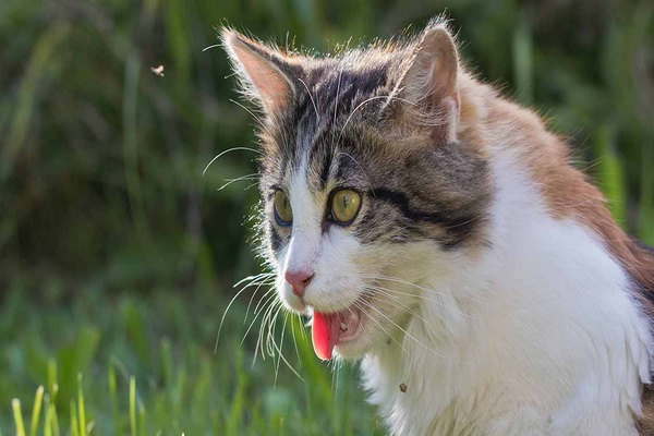شایع ترین علل نفس نفس زدن گربه چیست؟ | دام و پت
