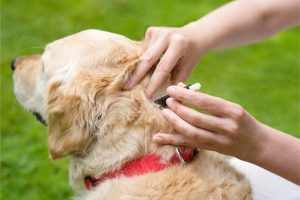 بیماری لایم در سگ ها و عارضه خطرناک آن | دام و پت
