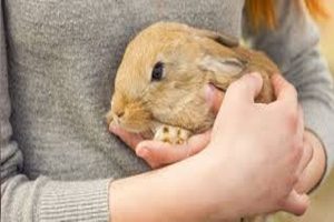 گوش های خرگوش چه می گویند + راهنمای زبان بدن | دام و پت