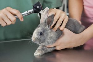 عفونت گوش در خرگوش و راهکارهای درمانی آن | دام و پت