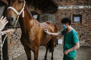 آیا اسب به کرونا مبتلا می شود؟ | دام و پت