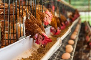 پرورش مرغ گوشتی، راهنمای مبتدیان | دام و پت