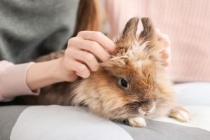 شایع ترین علل ریزش مو در خرگوش ها | دام و پت