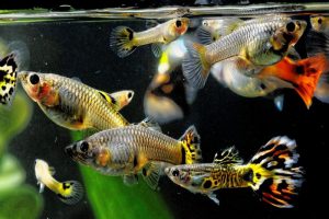 شایع ترین بیماری در ماهی های گوپی | دام و پت