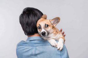 استرس در سگ ها را چگونه تشخیص دهیم؟ | دام و پت