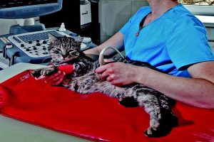 اسهال گربه ، علائم و درمان آن | دام و پت