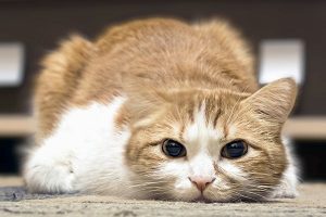 11 علل مهلک اسهال در گربه ها را جدی بگیرید. | دام و پت