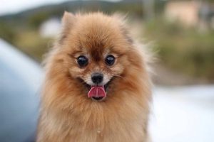 سگ های پامرانین، ویژگی های شخصیتی و بیماری ها | دام و پت