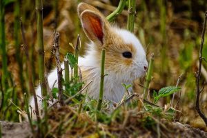 چگونه کک در خرگوش را درمان کنیم؟ | دام و پت