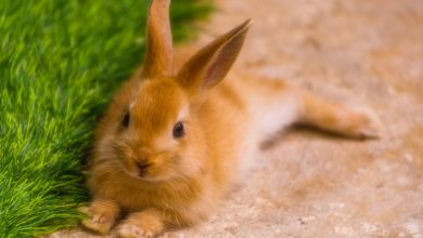 عفونت گوش در خرگوش و راهکارهای درمانی آن | دام و پت