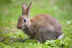 بیماری تولارمیا یا تب خرگوش چیست؟ | دام و پت