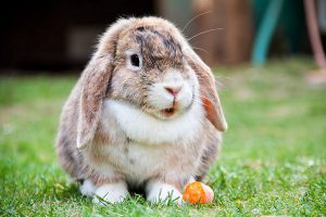 چگونه کک در خرگوش را درمان کنیم؟ | دام و پت