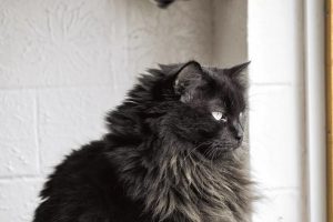 گربه سیاه، جذاب ترین نژاد گربه خانگی | دام و پت