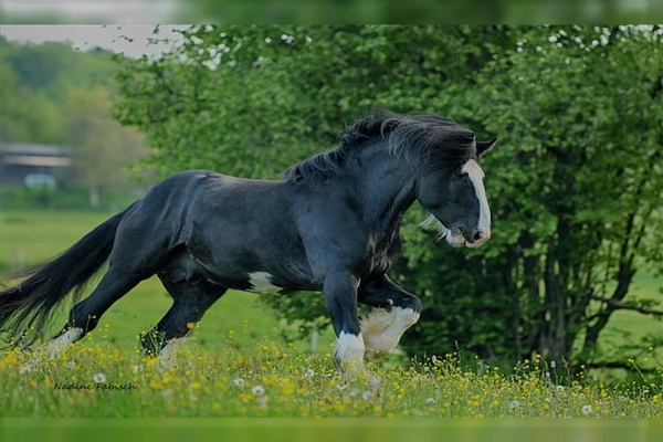 نژاد اسب شایر، ویژگی ها و بیماری های آن | دام و پت