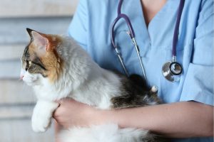 مگاکولون در گربه را چگونه درمان کنیم؟ | دام و پت