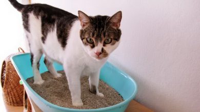 عفونت ادراری در گربه ها، از علائم تا درمان | دام و پت
