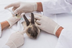 درمان حمله قلبی در خرگوش ها | دام و پت