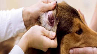 اوتیت خارجی در سگ ها، علائم و درمان آن | دام و پت