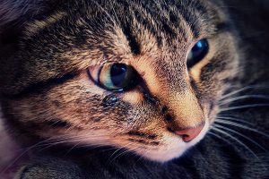 آبریزش چشمی در گربه ها، از علت تا درمان | دام و پت