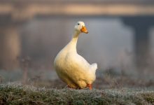 علت اسهال در اردک || دام و پت