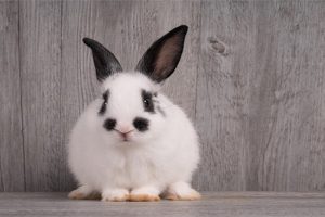 شایع ترین علل نفخ شکم در خرگوش | دام و پت