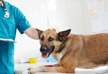 کرم های انگلی در سگ ها، انواع کرم ها و علائم آنها | دام و پت