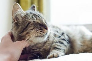 بیماری های انتقالی از گربه به انسان | دام و پت