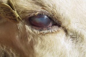 شایع ترین بیماری چشم در گوسفند | دام و پت