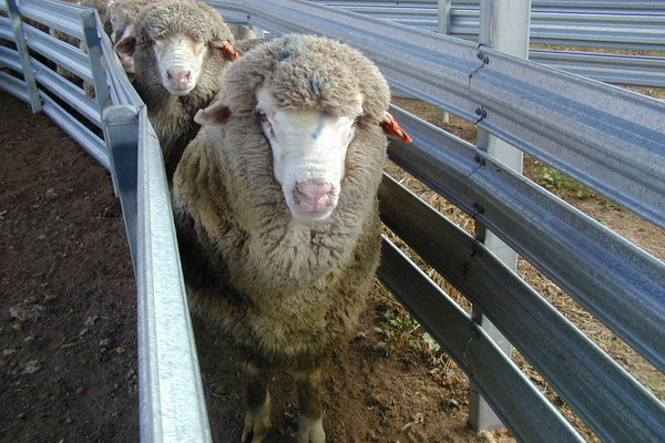 کپلک‌ کبد در گوسفندان و راههای درمانی آن | پزشکت