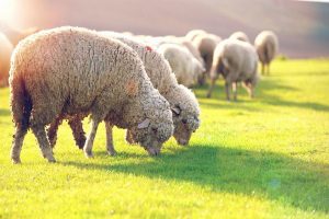 کپلک‌ کبد در گوسفندان و راههای درمانی آن | پزشکت