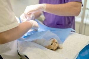 چگونه از حیوانات سرطانی مراقبت کنیم؟ | دام و پت