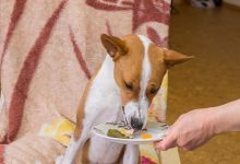 چگونه سگ را تشویق کنیم غذا بخورد؟ | دام و پت