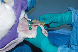 علل خونریزی در خرگوش، راهکارهای درمان و پیشگیری | دام و پت