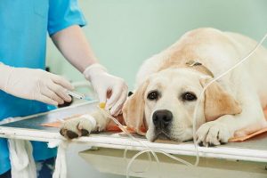 مسمومیت ضد یخ در سگ ها | دام و پت