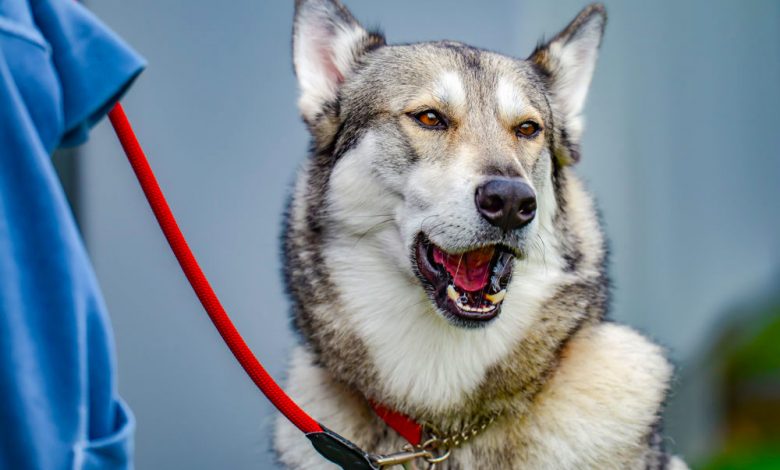 سگ گرگاس، ویژگی های رفتاری تا شایع ترین بیماری ها | دام و پت